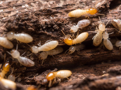 Termites